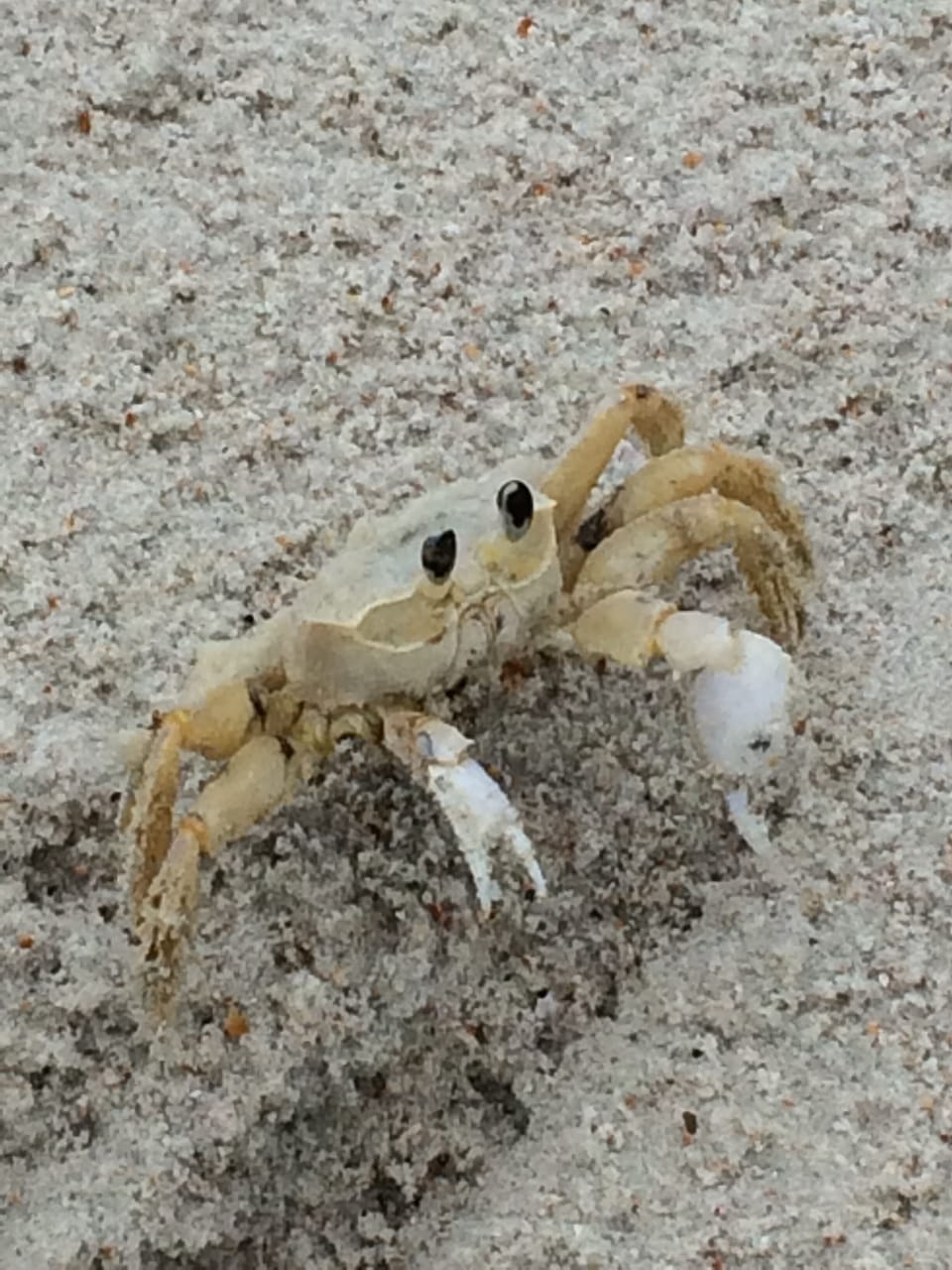 ghost crab