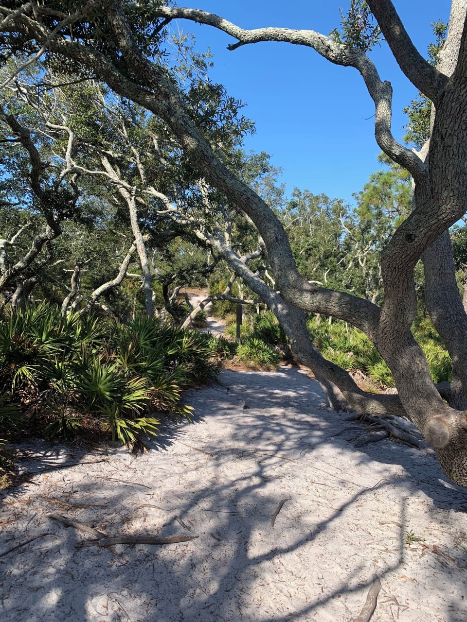 Short distance from several parks with beautiful trails -Camp Helen- 8 min away 