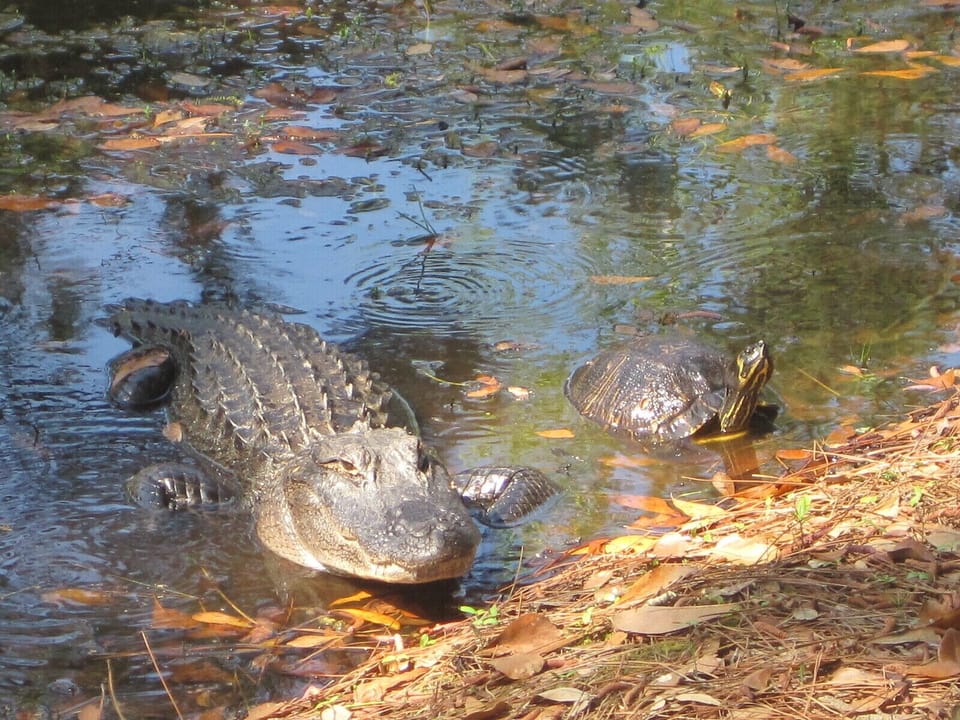 Gator and Turtle in Lagoon