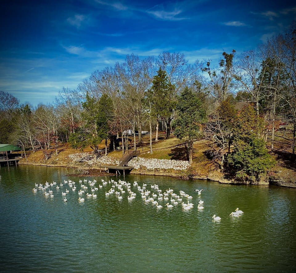 Pelicans in front of cabin