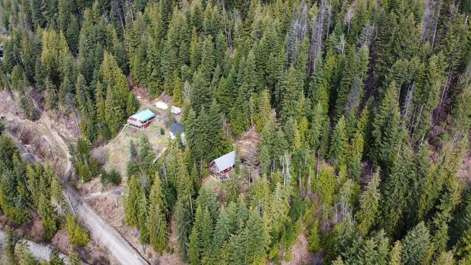 Secluded forest retreat surrounded by towering pines and tranquility