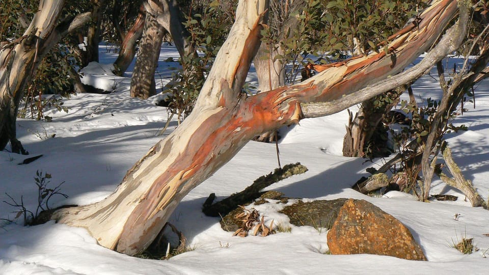 Mt Buffalo for skiing in winter.  40 minutes to the top
