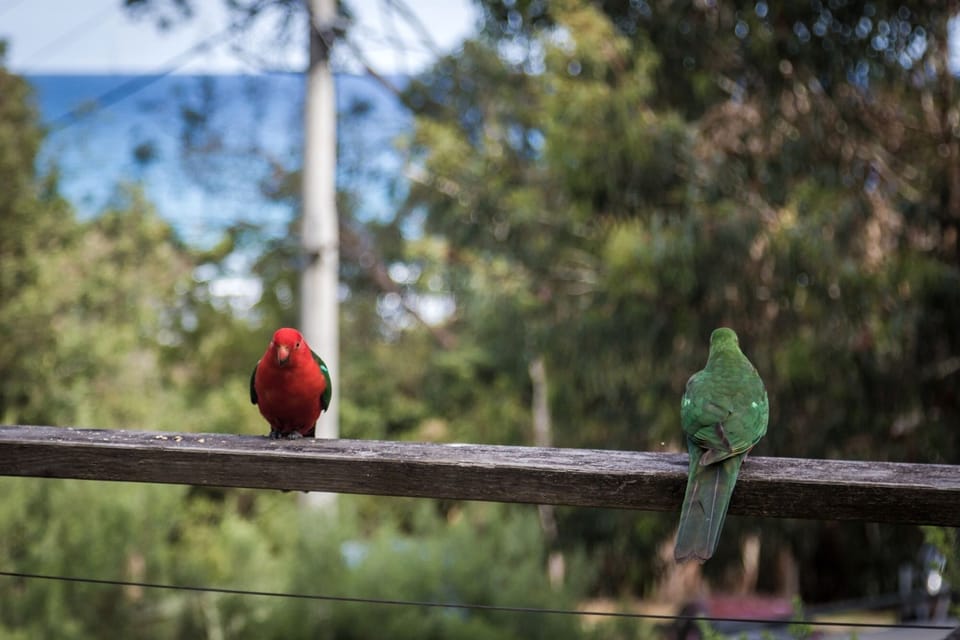 Male King Parrot (Red) & Female (Green) water in background as seen from deck.