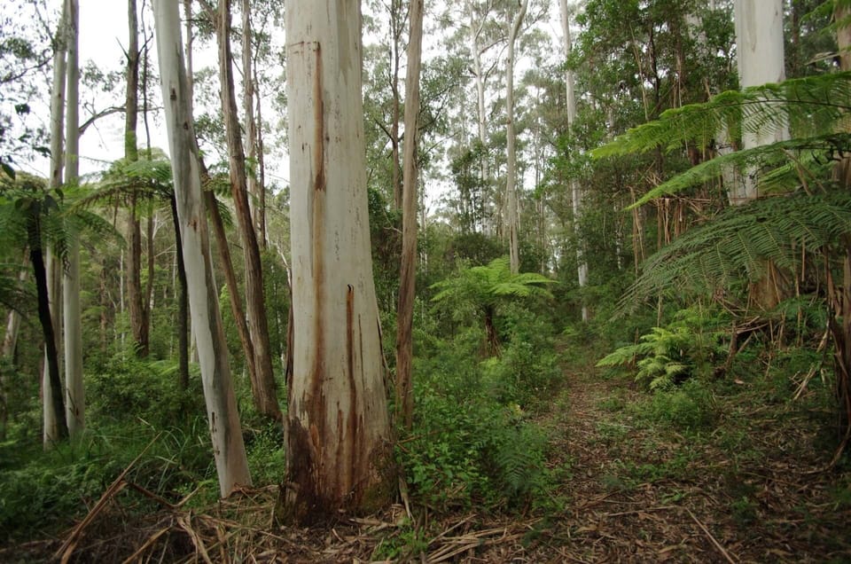 Nearby Forest
