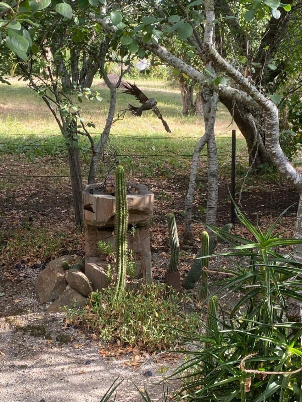 sculpture in the back garden