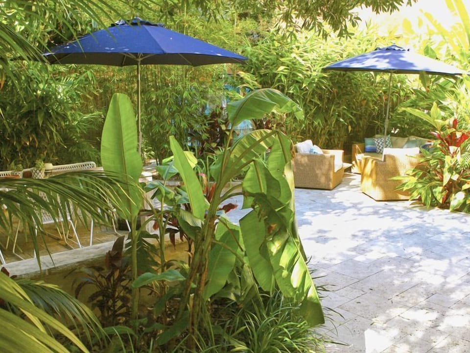 rear tropical garden 