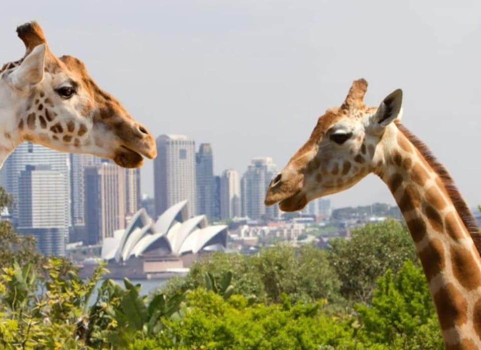 9 mins drive to Taronga Zoo