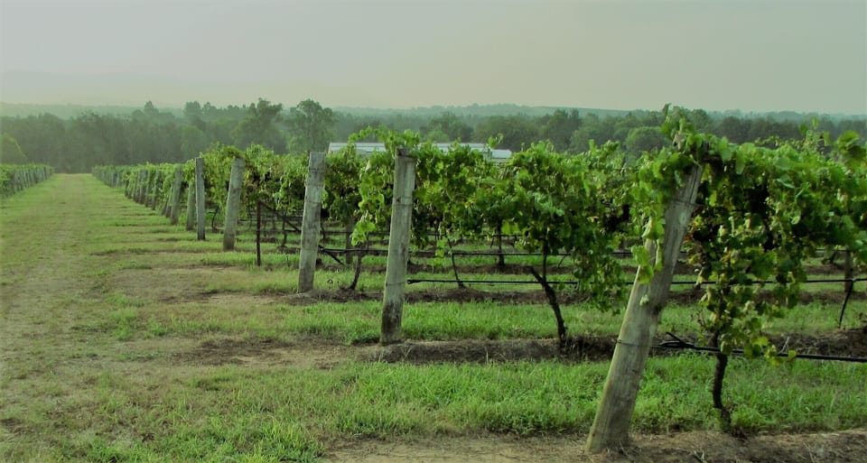 Vineyard over the front fence to Cappercaillie  - 300mtr walk