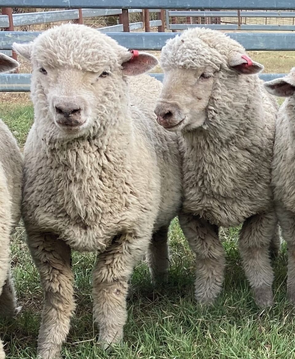 Meet Gus, Bert and small little Eunice - new breed -Baby Doll