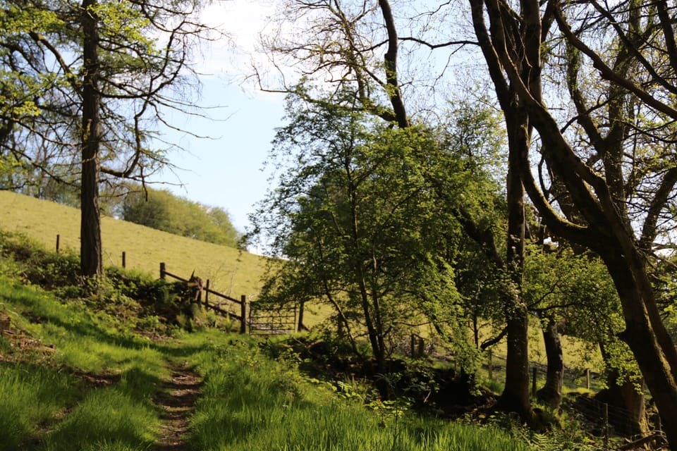 Our woods are surrounded by neighbouring pasture land.