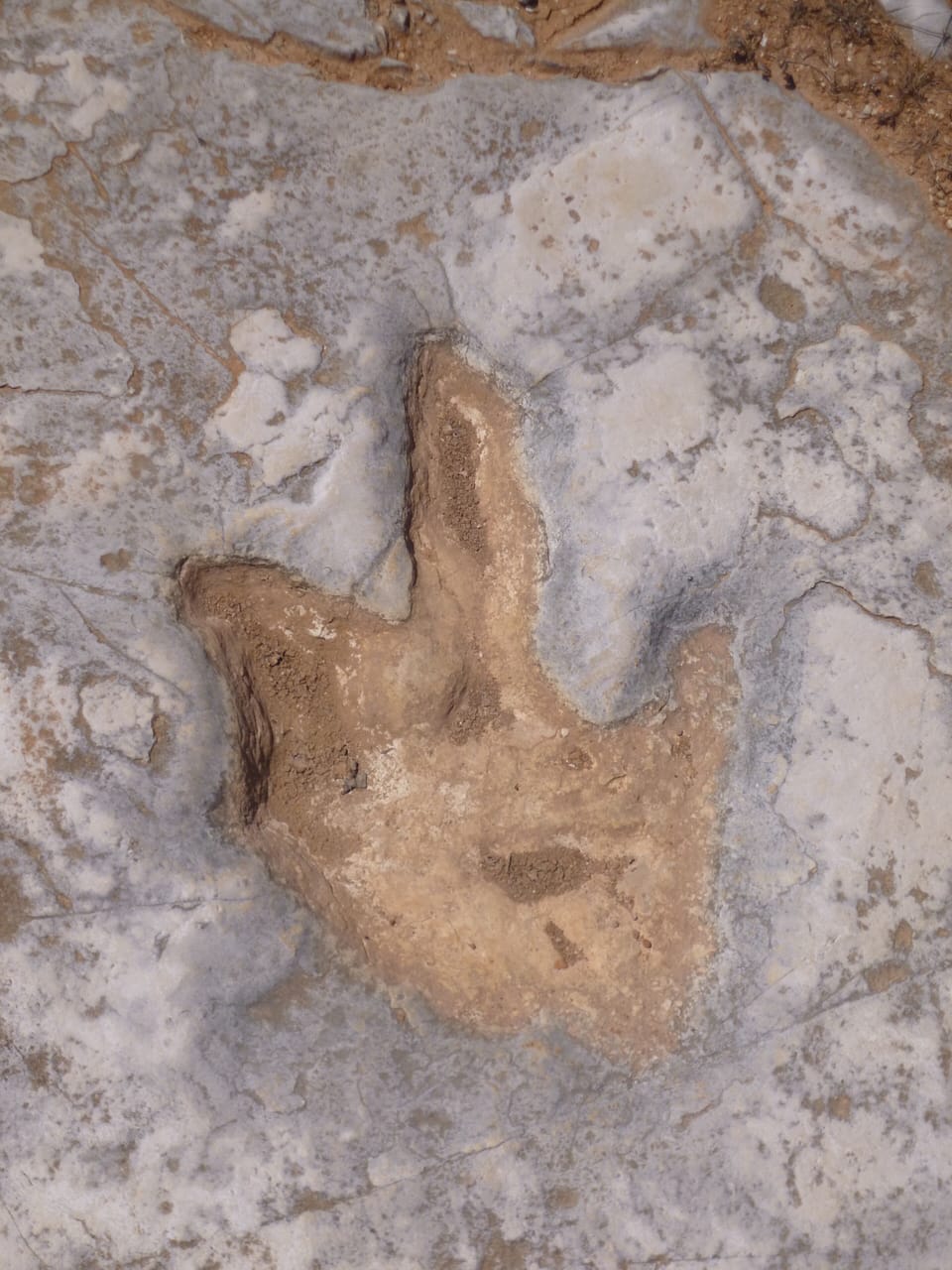 Dinosaur footprints - Natural Park