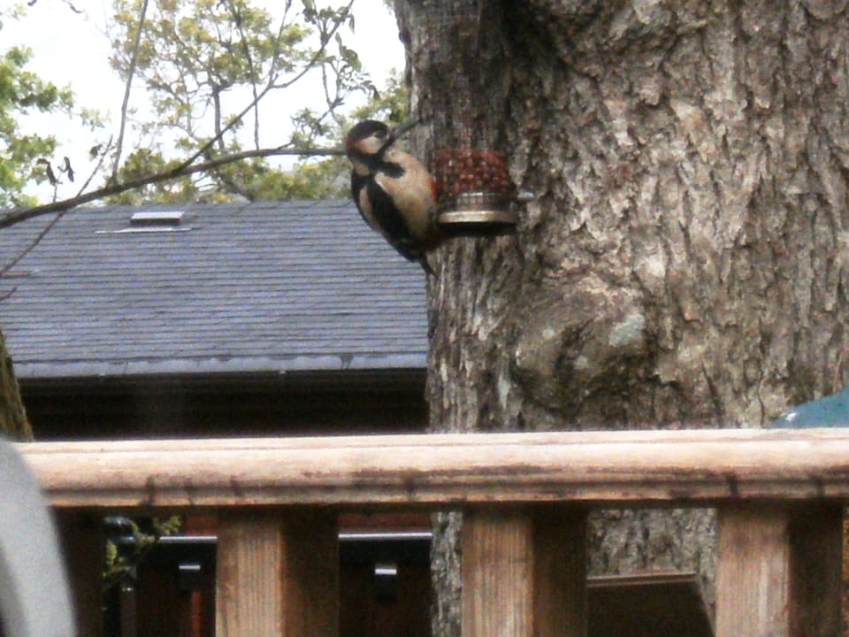 Woodpecker outside lodge