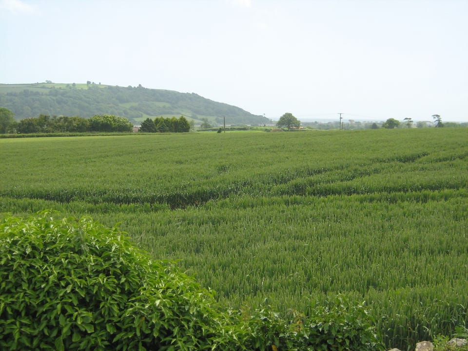 Will it be wheat, sheep or cows in the field?