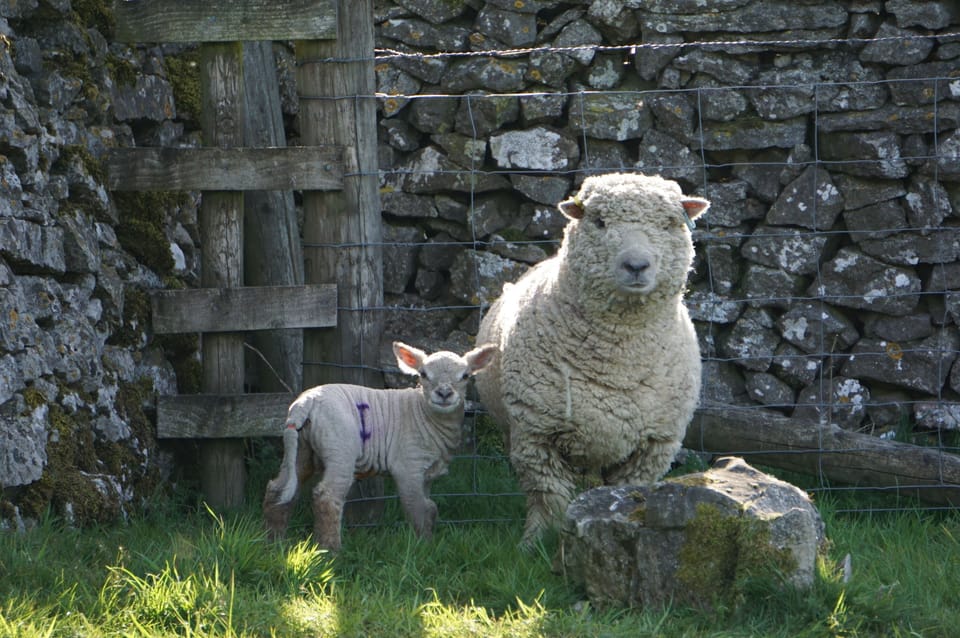 Meet the lambs in spring