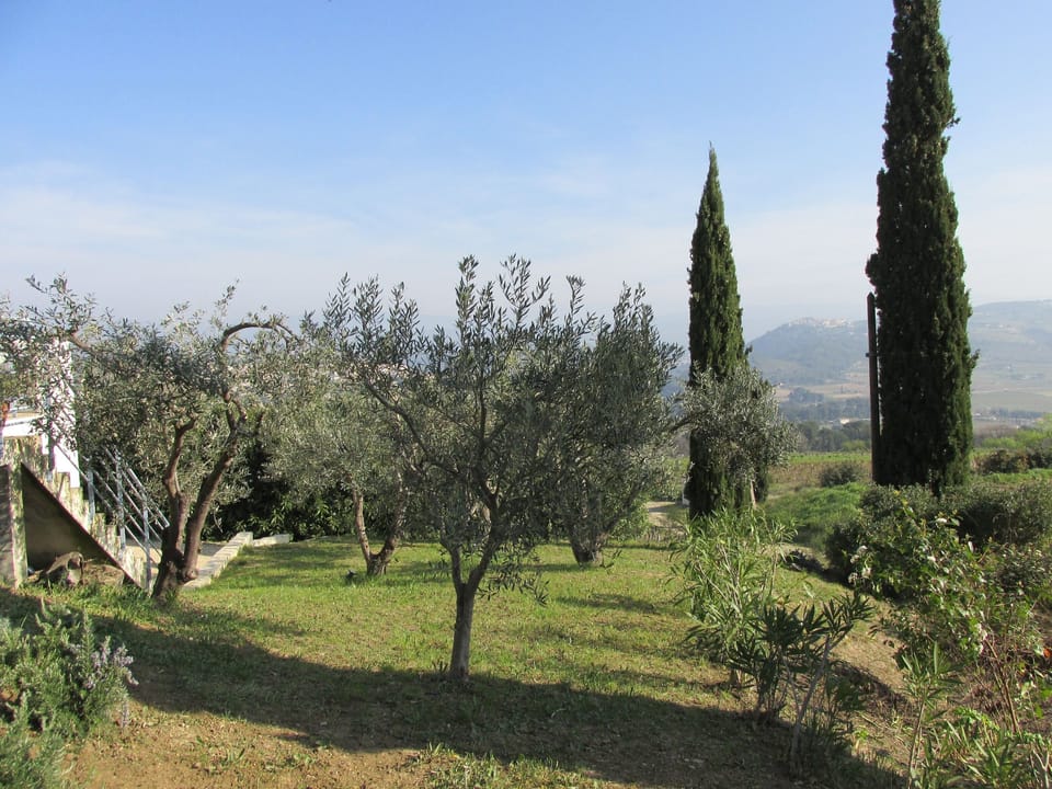 Relax in our olive grove