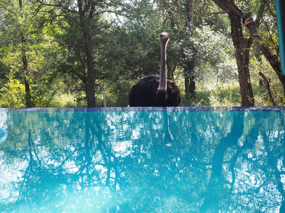 Ostrich checking out the pool