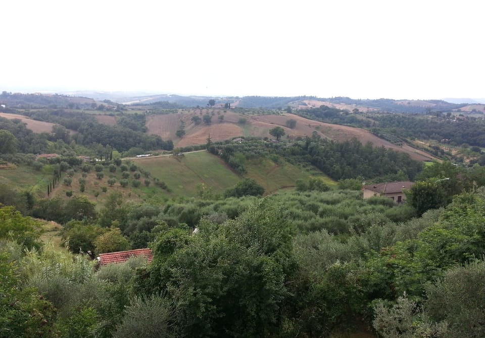 View of olive trees and vineyards 