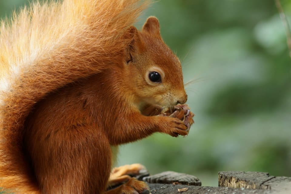 Red Squirrel