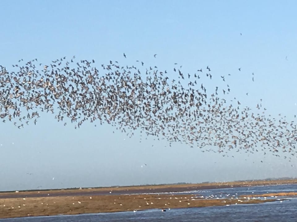 Visit Snettisham RSPB reserve for spectacular wading bird displays