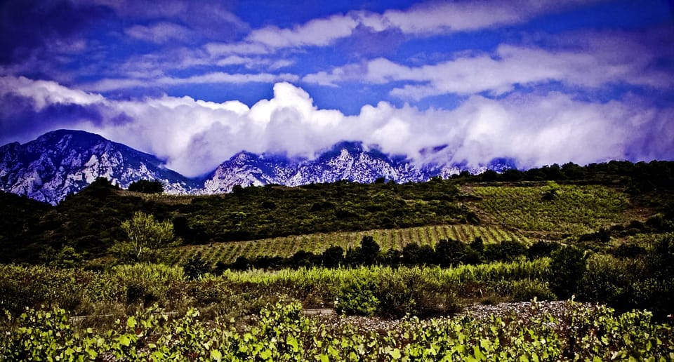 Languedoc wineyard near the Pyrénées