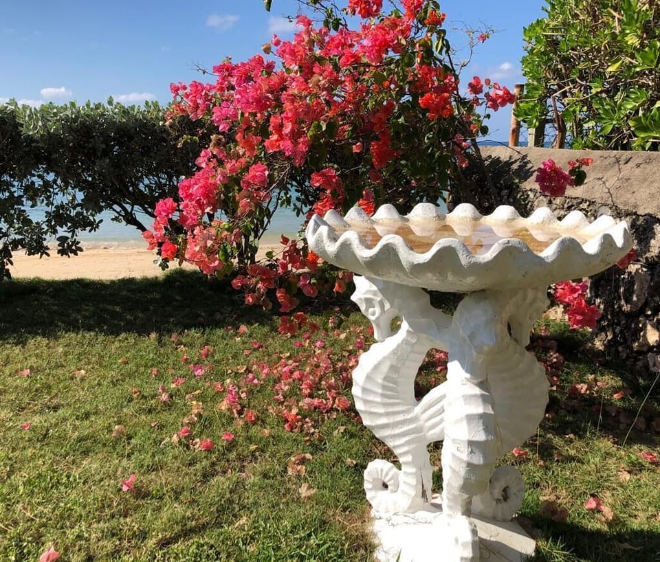 Baywatch bougainvillea
