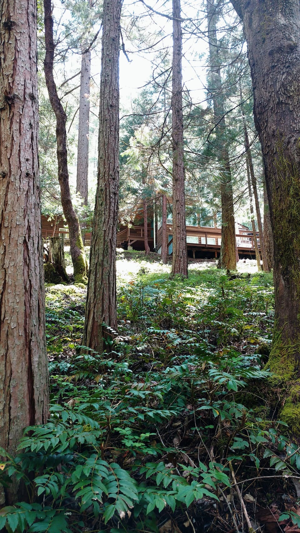 Peeking through the trees