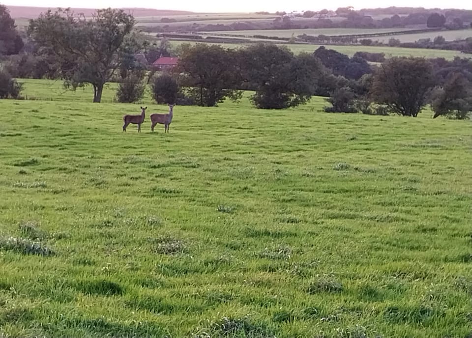 Spot the wildlife