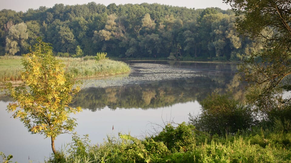 Nearby wetlands of Moravia river