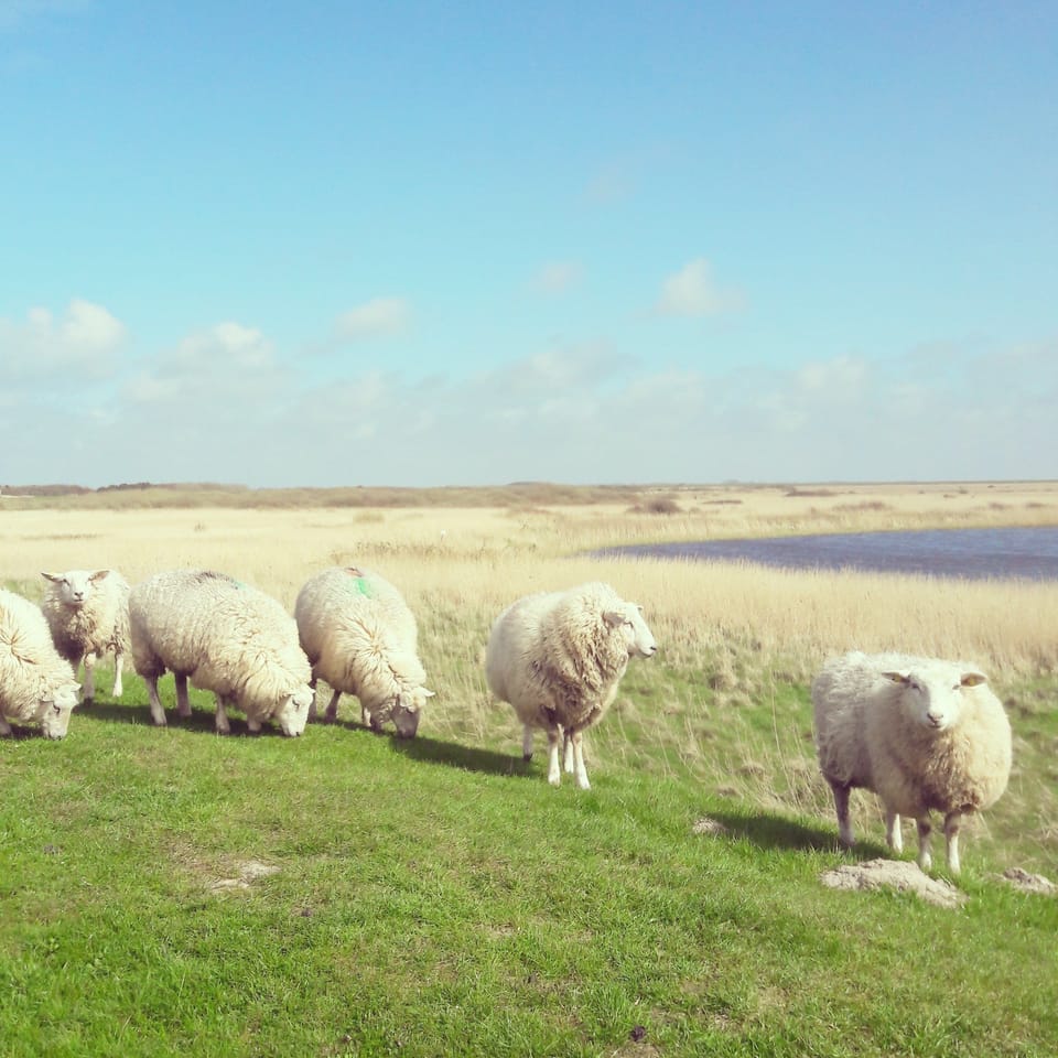 Game viewing
