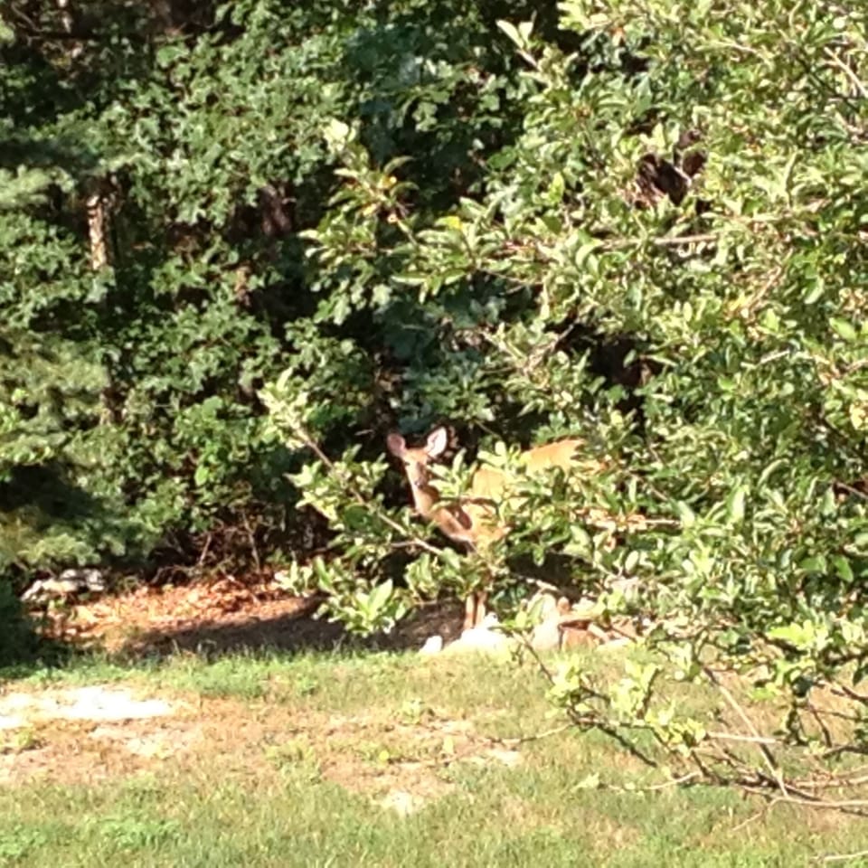 Doe in the yard.