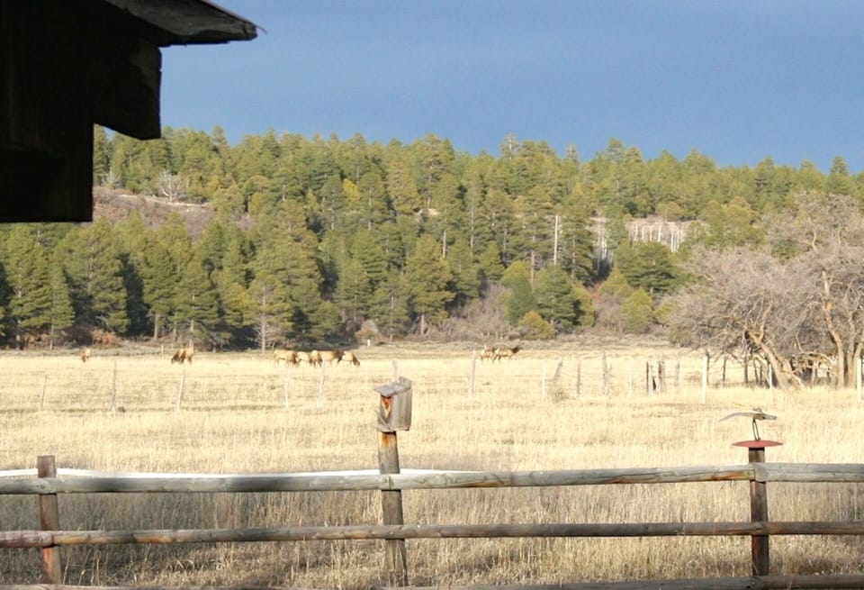 Elk grazing 