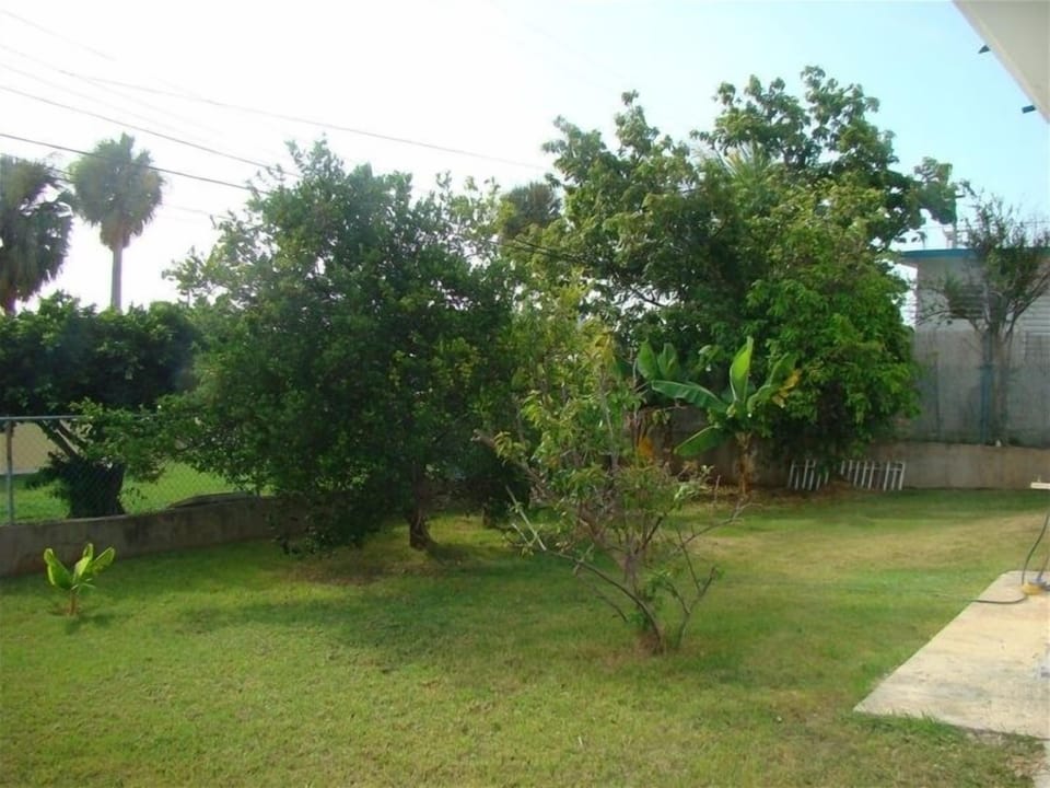 Fruit trees (bananas, avocadoes, guanabanas)  in Villa Caribe's yard.