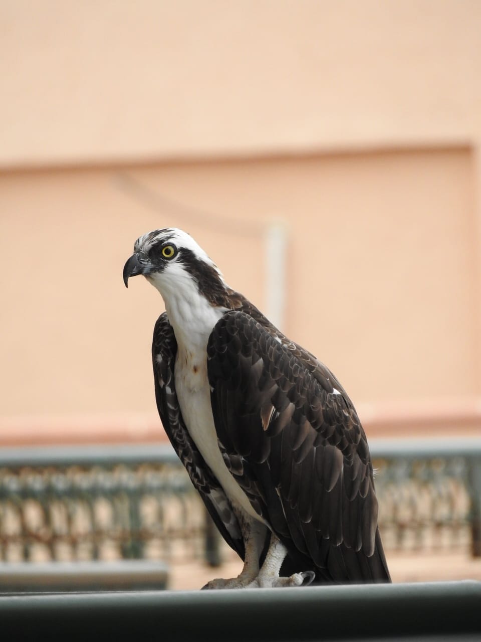 The Sonoran Sea Osprey who hangs out enjoying the views Hope you get to see him.