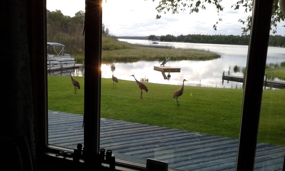 Sandhill Cranes