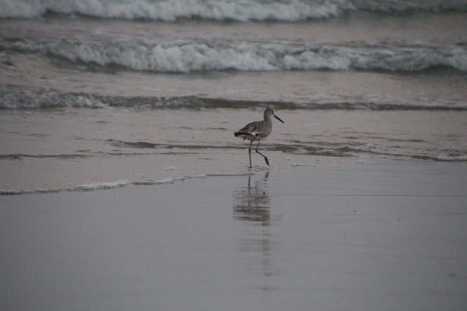 Pawleys beach
