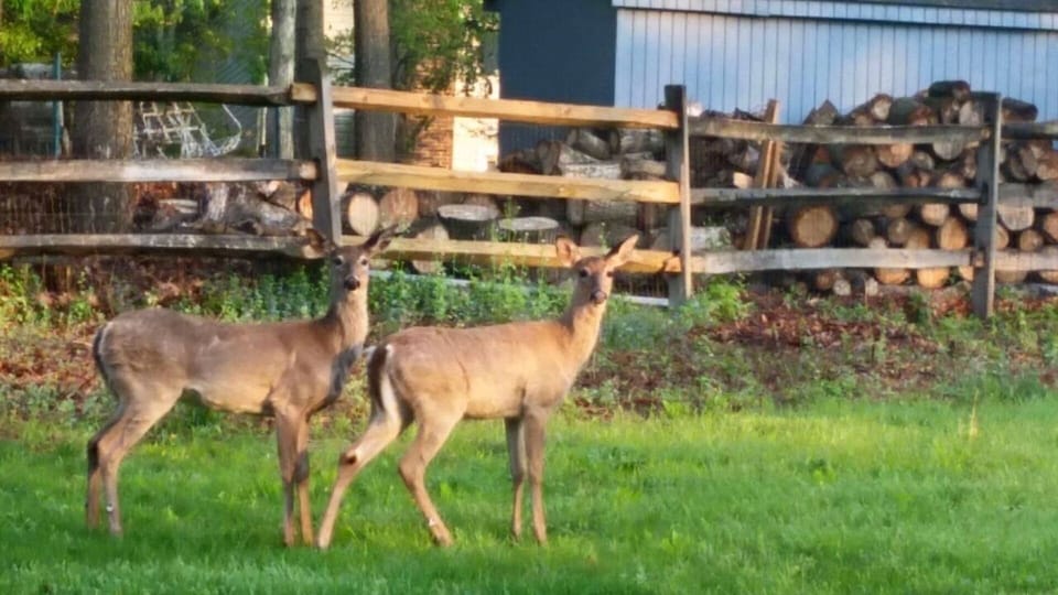 Bambi family in the neighborhood!