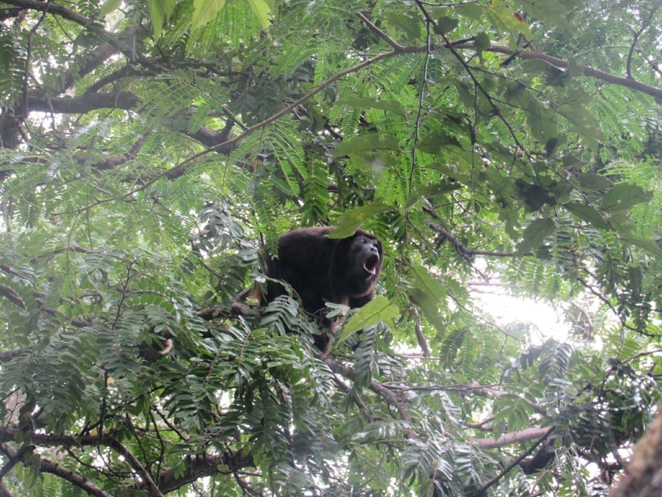 Passing Howler in the Garden