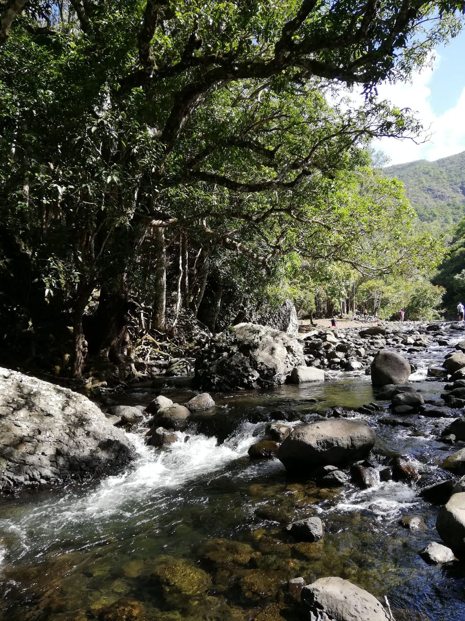 Hike the national forest and cool of in the streams and waterfalls