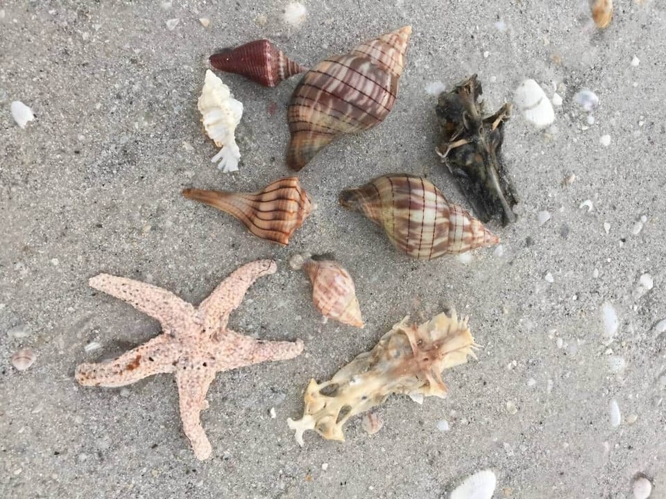 More Sea Life!
