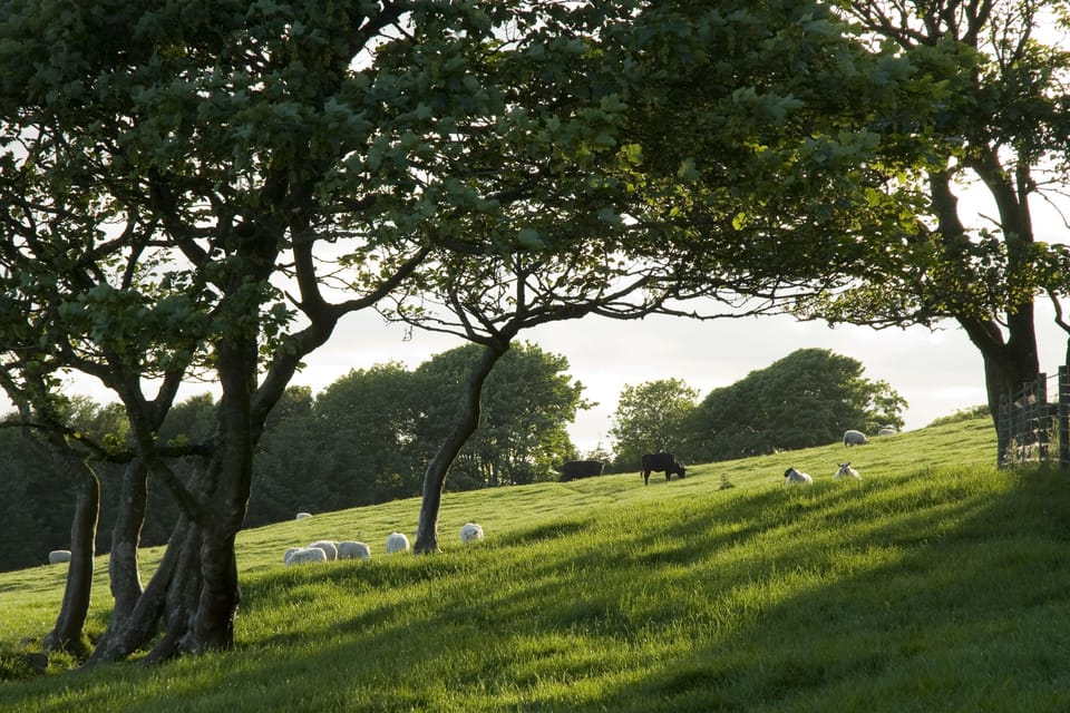 Views over grass fields dotted with coppices and woods