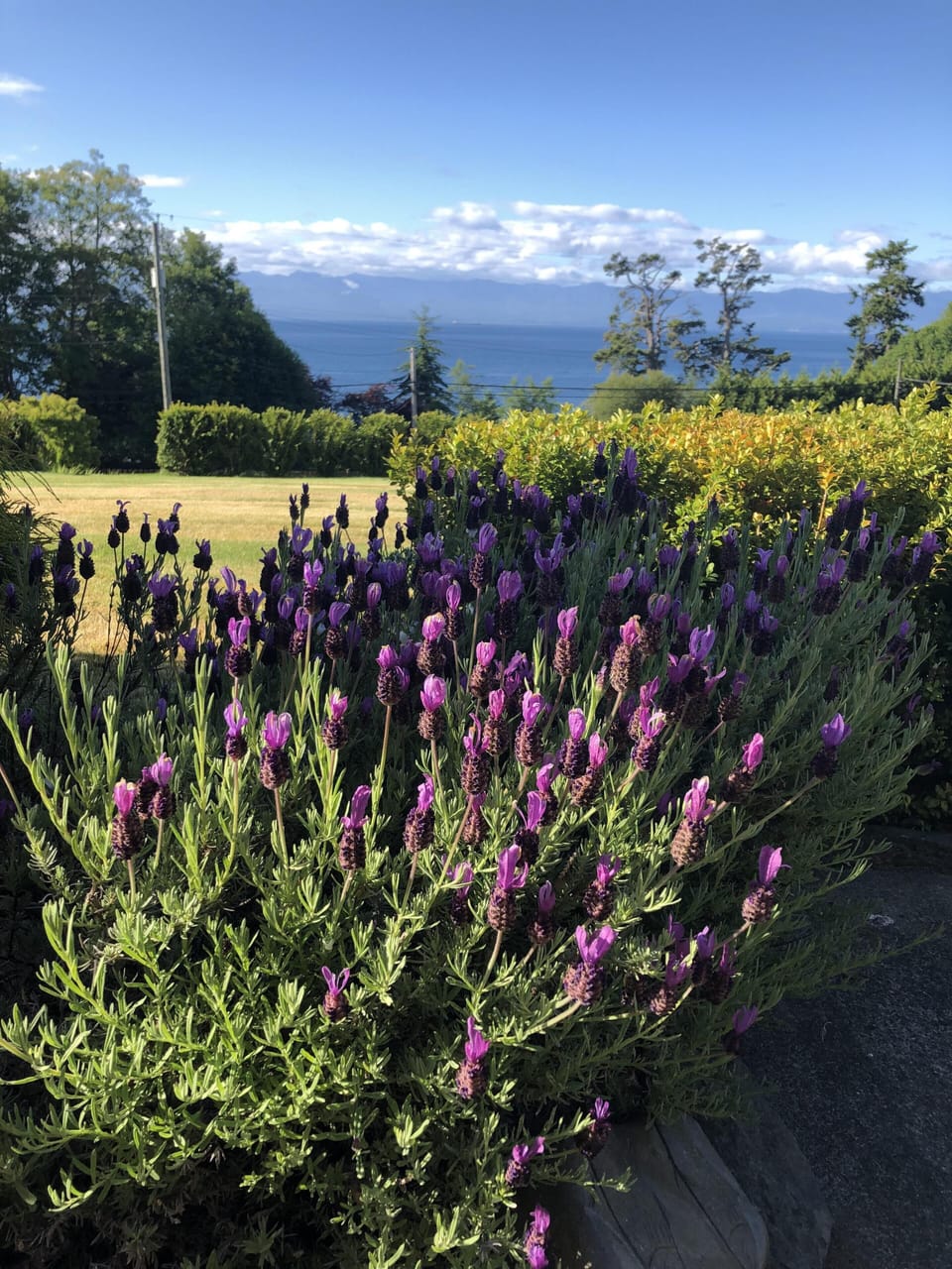 Front Yard Ocean and Garden Views