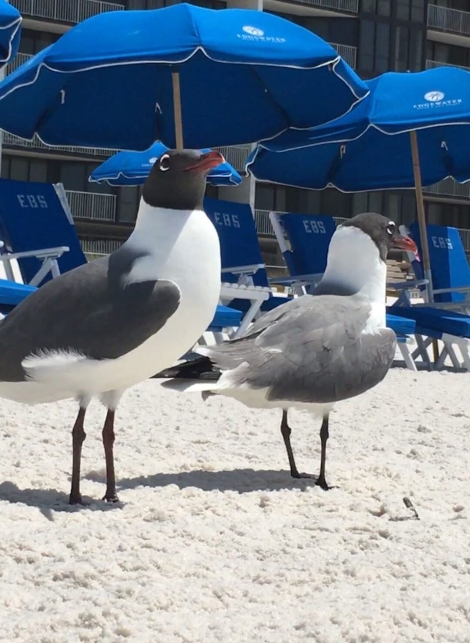 up close and personal with the Laughing Gull.