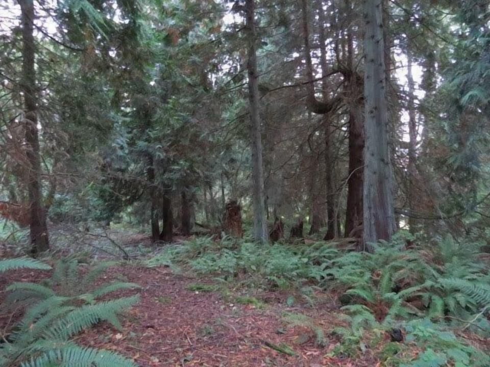Come rest and rejuvenate, walk through the woods