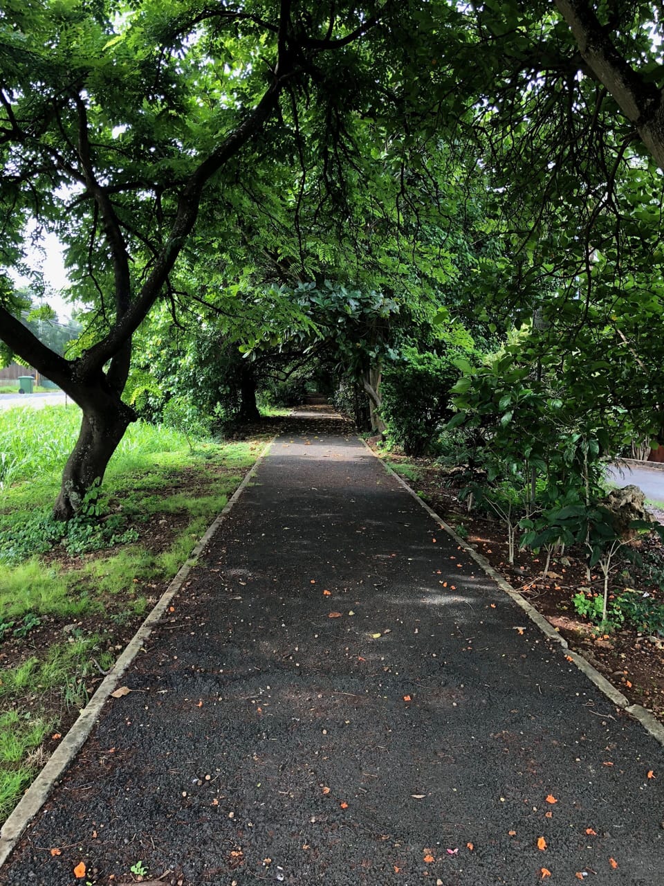 Shady bike path in perfect for walking or biking under the hot sun.