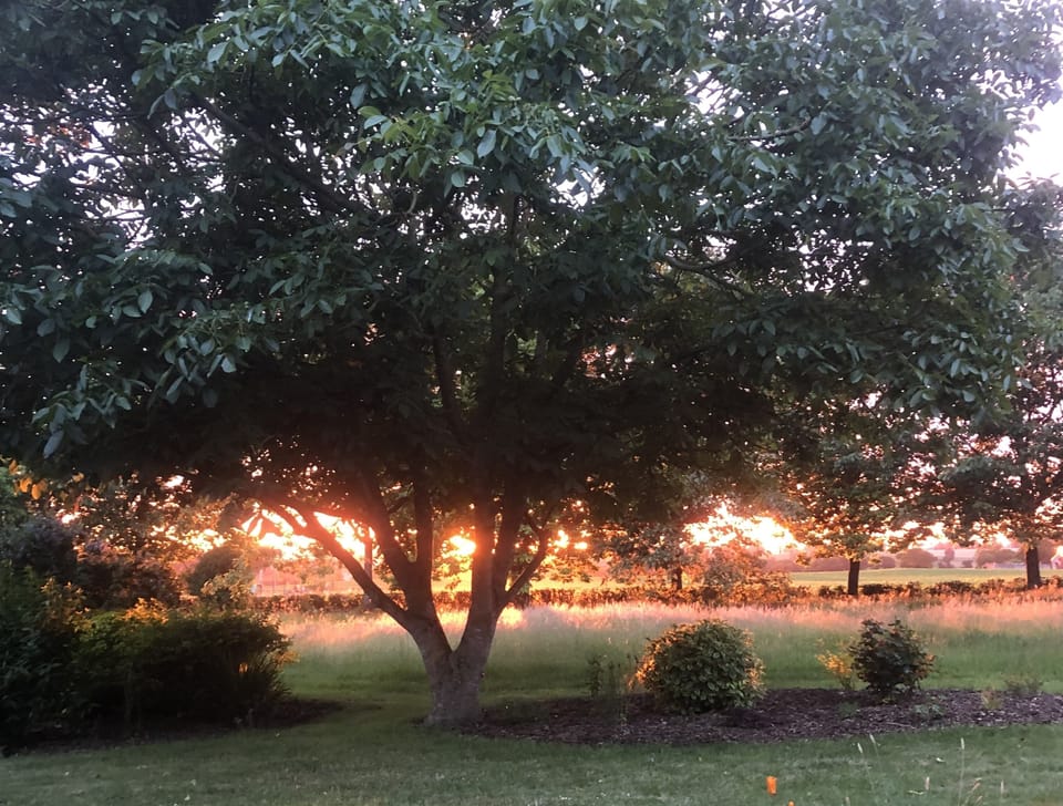 Stunning sunset in back garden seen from guest patio.