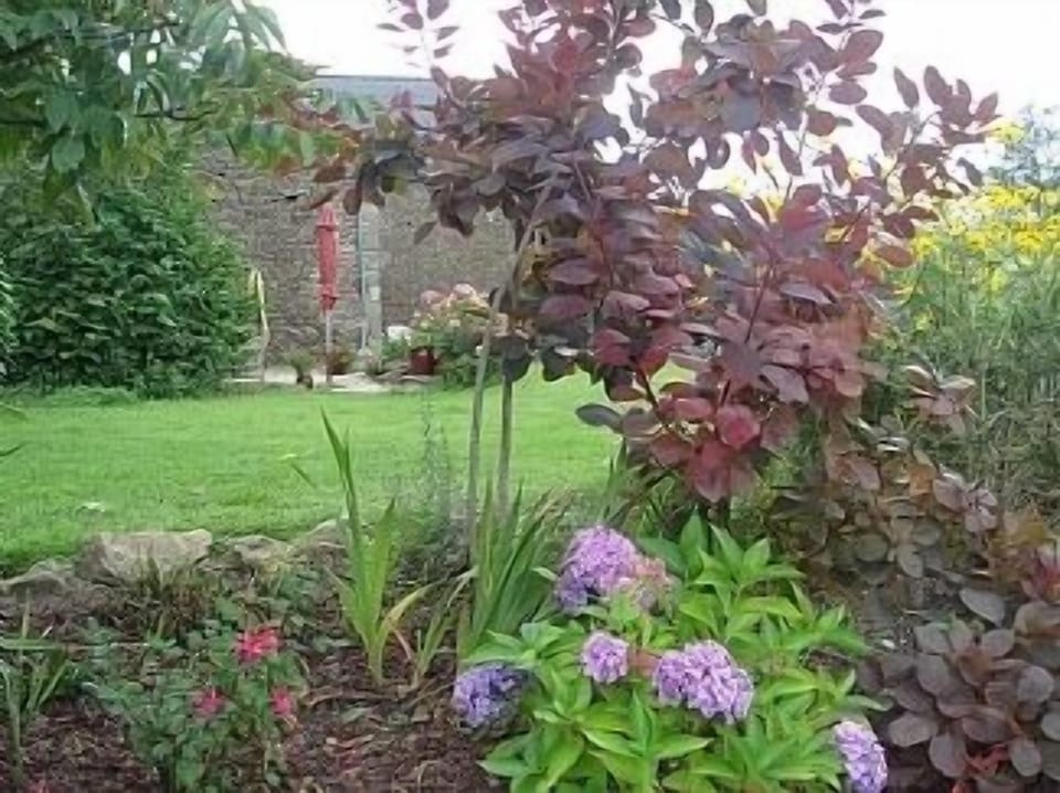 Part of the garden in summer