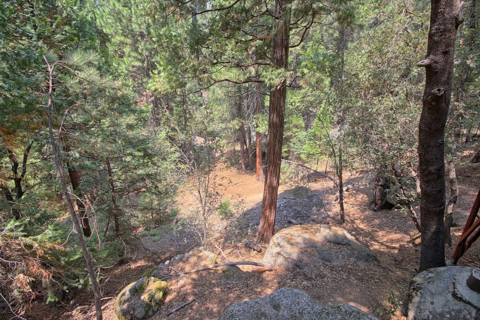 Forest view