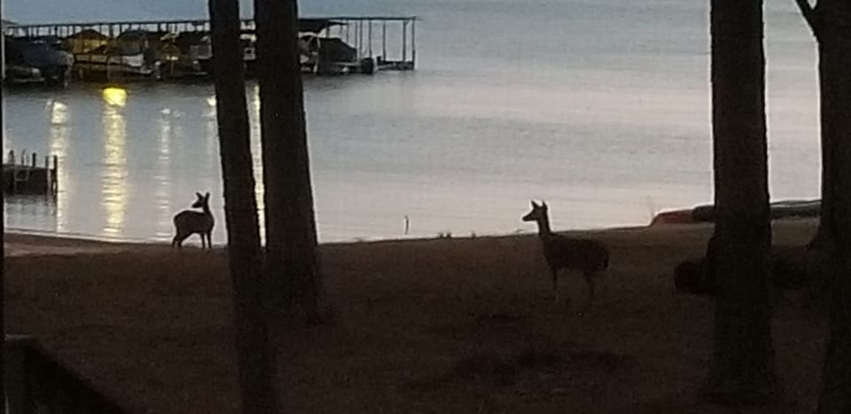 Deer outside our back porch last night!
February 1, 2021 @ 6:17 PM