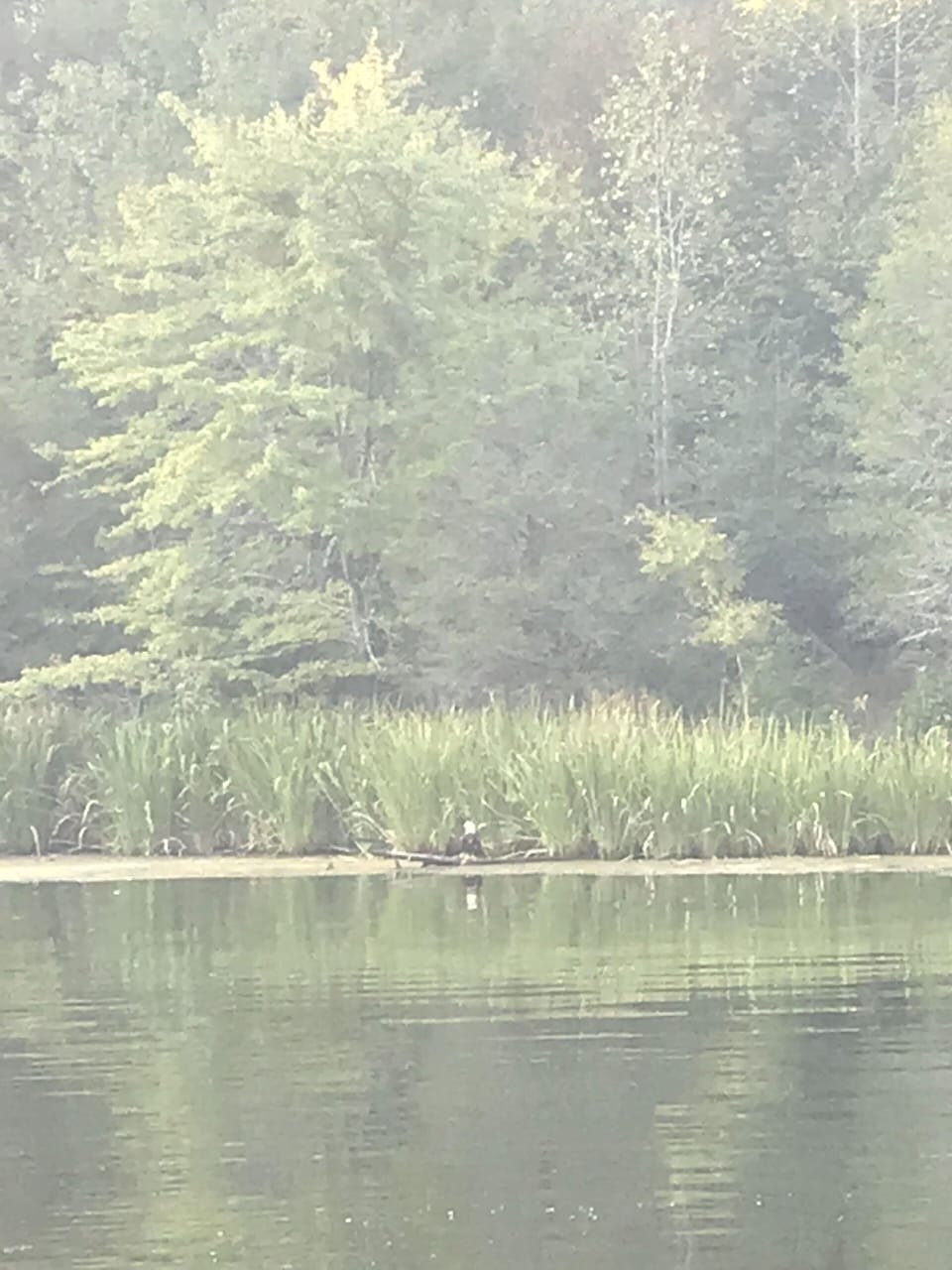Bald Eagle across the cove from our cabin