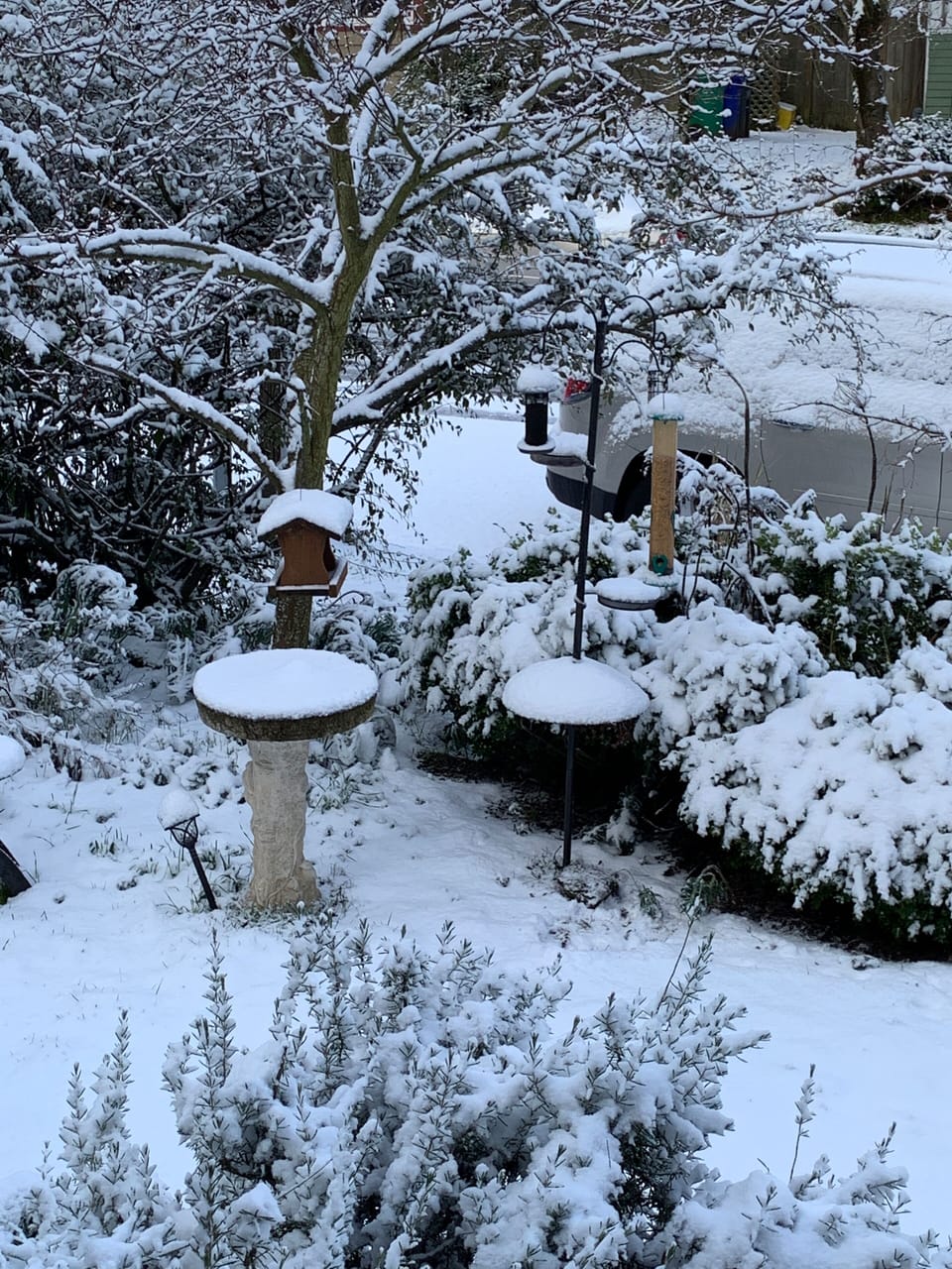 Backyard!